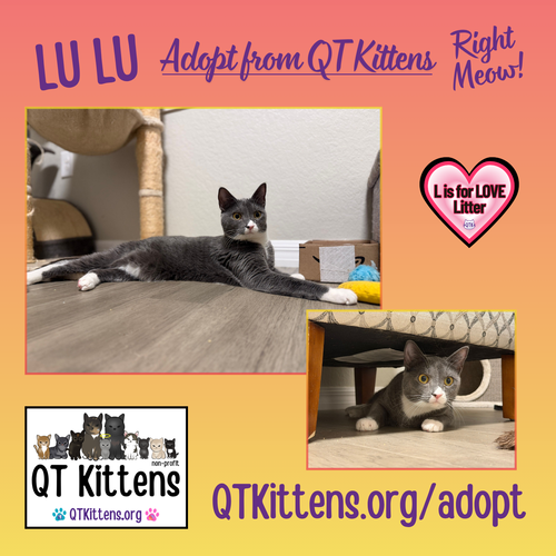 LuLu, an adoptable Domestic Short Hair in Naples, FL