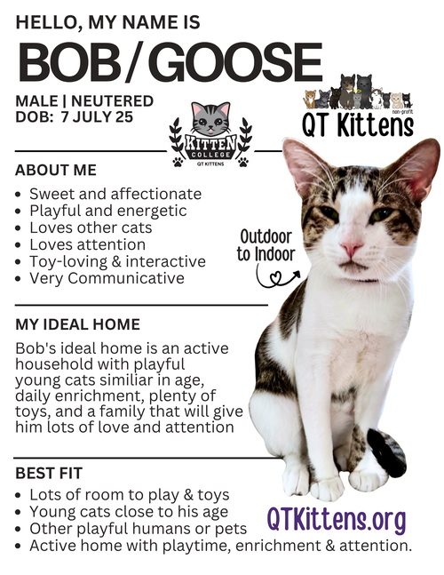Bob (Goose)