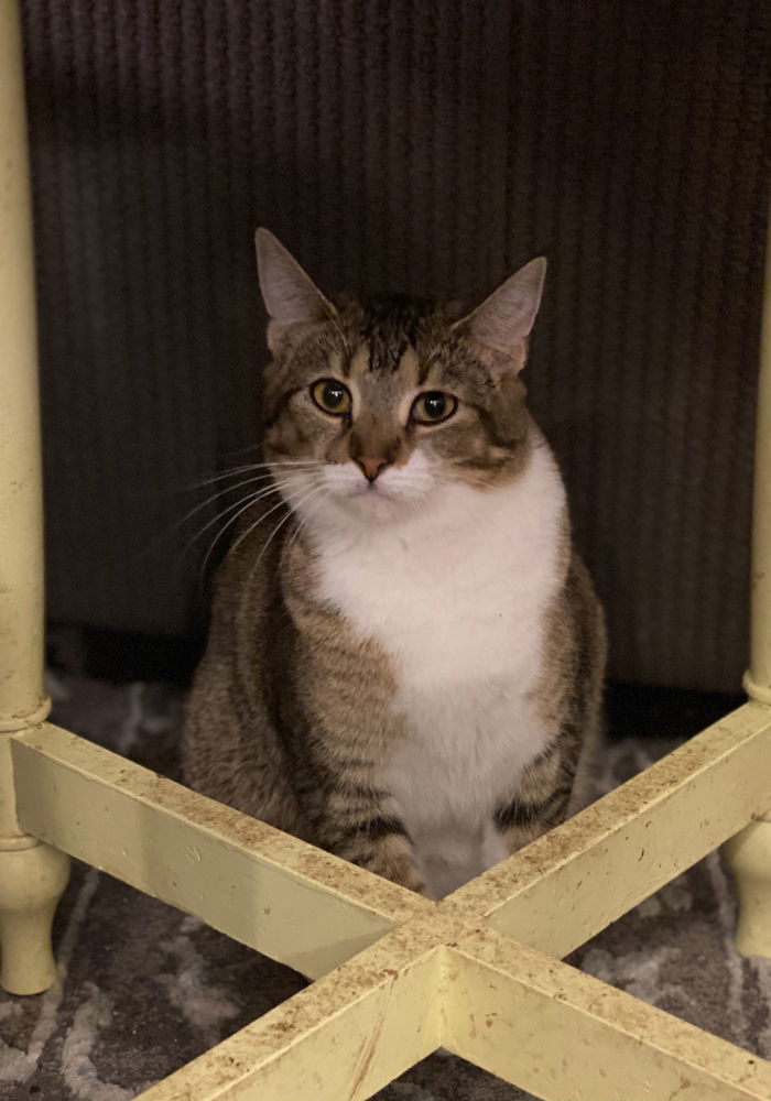 adoptable Cat in Panama City, FL named Tawny