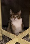 adoptable Cat in panama, FL named Tawny