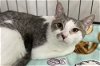 adoptable Cat in panama city, fl, FL named Clara