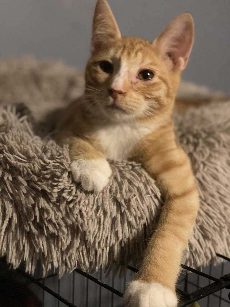 adoptable Cat in Panama City, FL named Toby