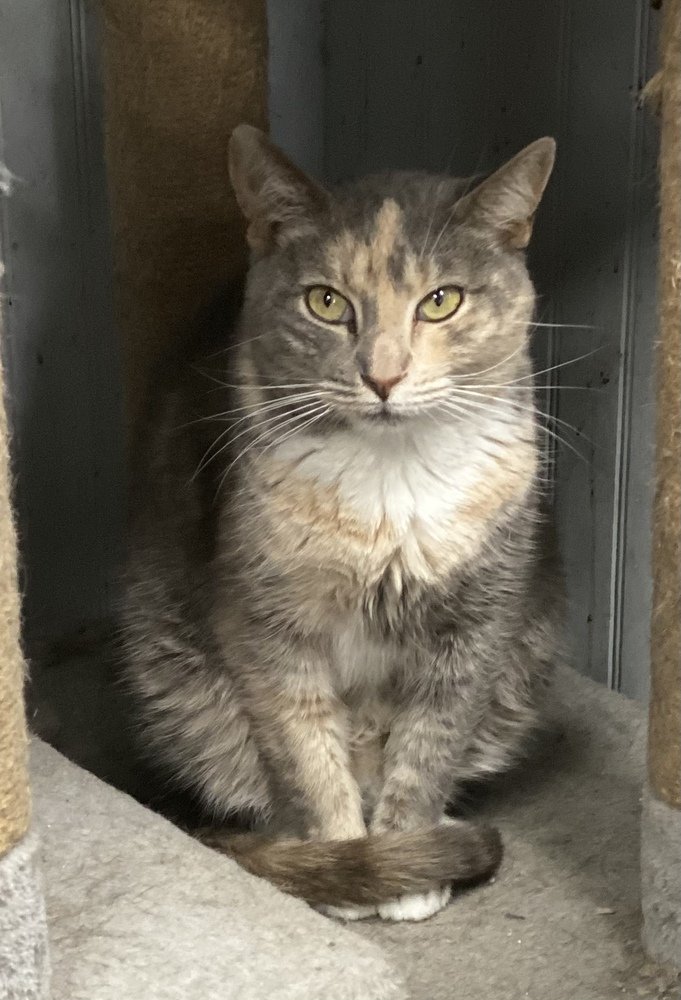 adoptable Cat in Panama City, FL named Juno