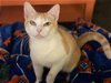 adoptable Cat in panama, FL named Prue