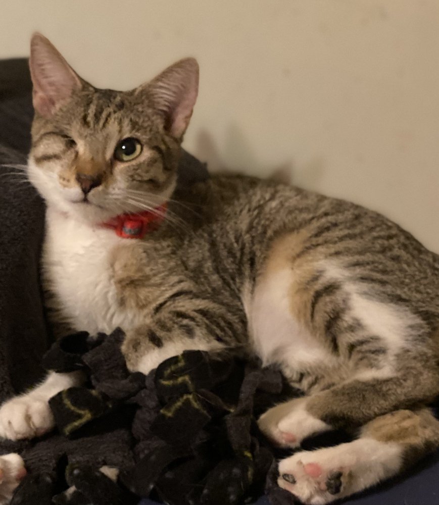 adoptable Cat in Panama City, FL named Ena