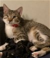 adoptable Cat in panama city, fl, FL named Ena