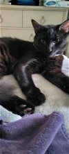 adoptable Cat in panama, FL named Bear