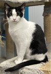 adoptable Cat in panama, FL named Raya