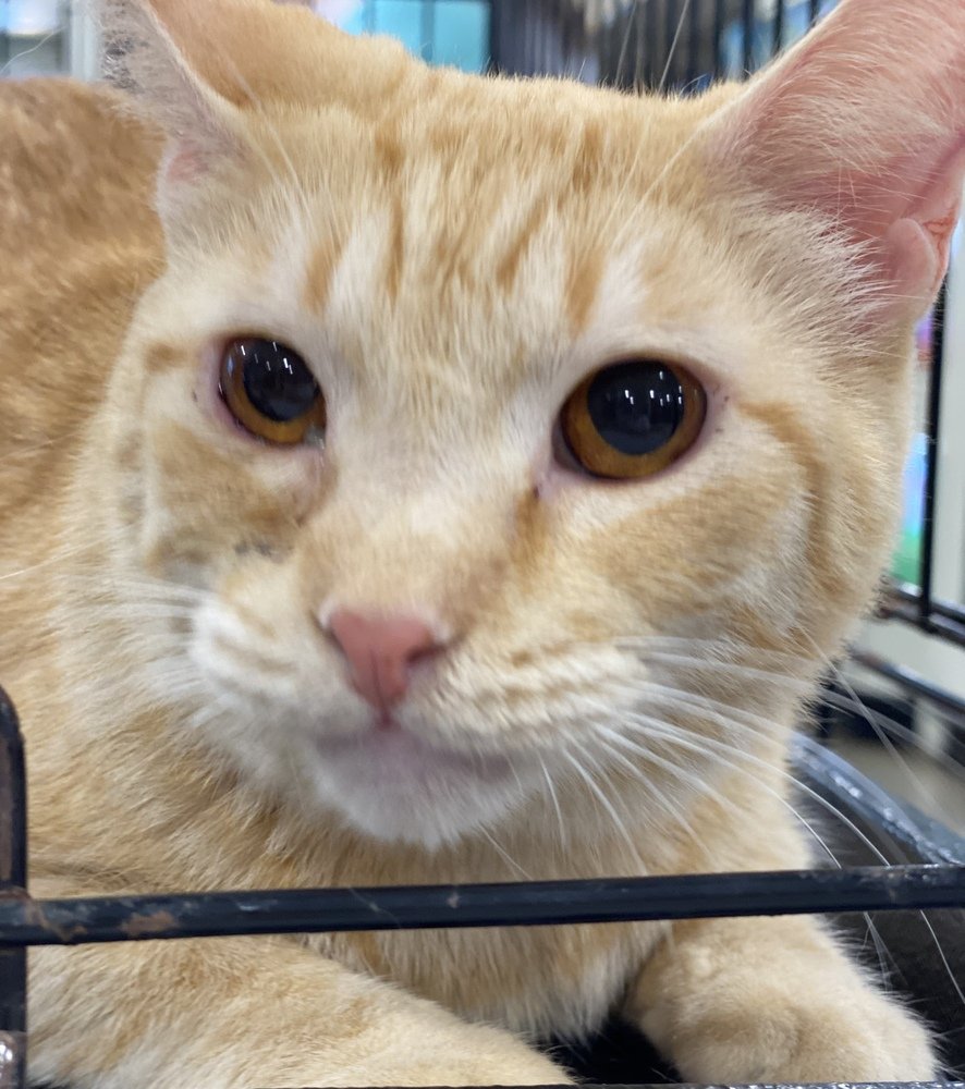 adoptable Cat in Panama City, FL named Ziggy