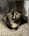adoptable Cat in panama city, FL named Athena
