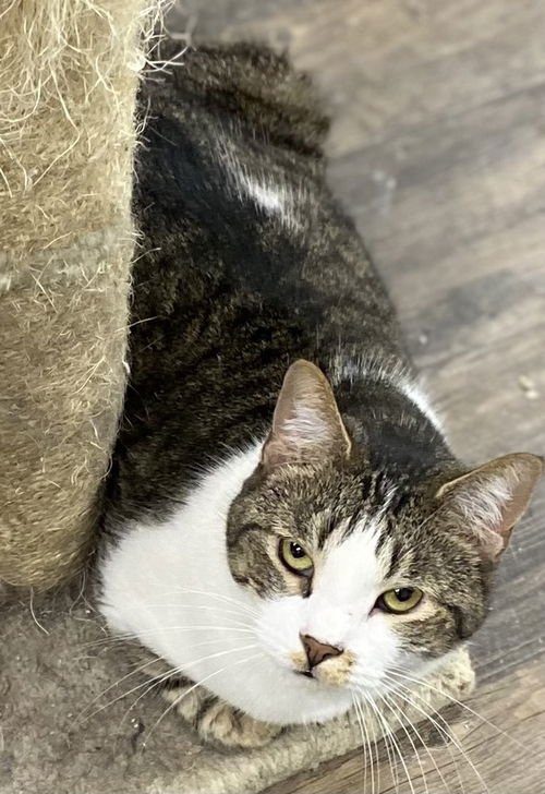 picture of the cat needing adoption