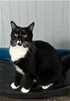 adoptable Cat in panama, FL named Hanna