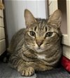 adoptable Cat in panama city, fl, FL named Eloise