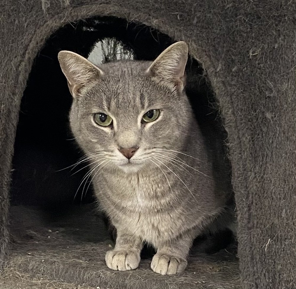 adoptable Cat in Panama City, FL named Fievel