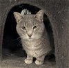 adoptable Cat in panama city, fl, FL named Fievel