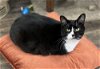 adoptable Cat in panama, FL named Guinness
