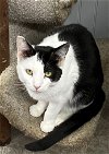 adoptable Cat in panama, FL named Sisu
