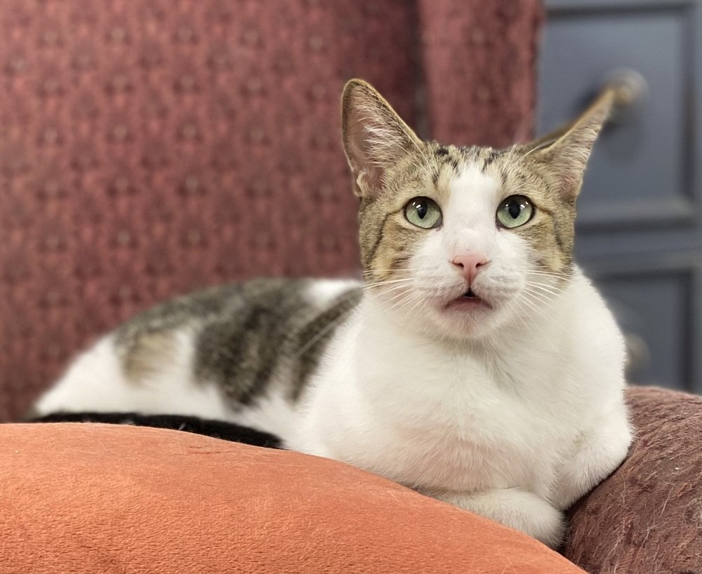adoptable Cat in Panama City, FL named Oz