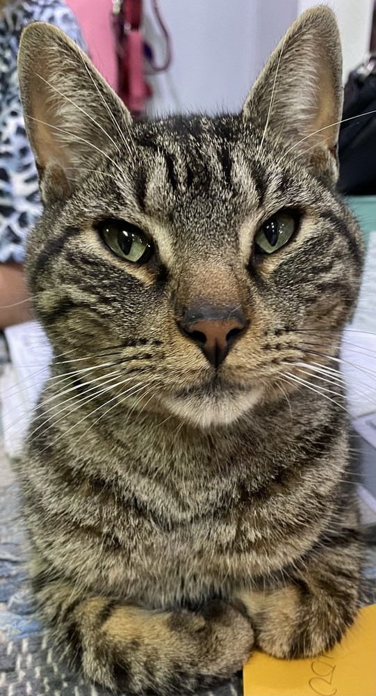 adoptable Cat in Panama City, FL named Gabe