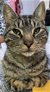 adoptable Cat in panama city, fl, FL named Gabe