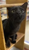 adoptable Cat in panama, FL named Camila