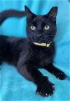 adoptable Cat in panama city, fl, FL named Gabby