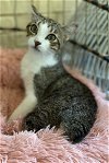 adoptable Cat in panama, FL named Trooper