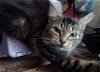 adoptable Cat in panama, FL named Izzie