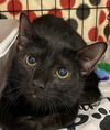 adoptable Cat in Panama City, FL named Abigail / Abby