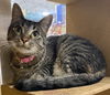 adoptable Cat in Panama City, FL named Monday