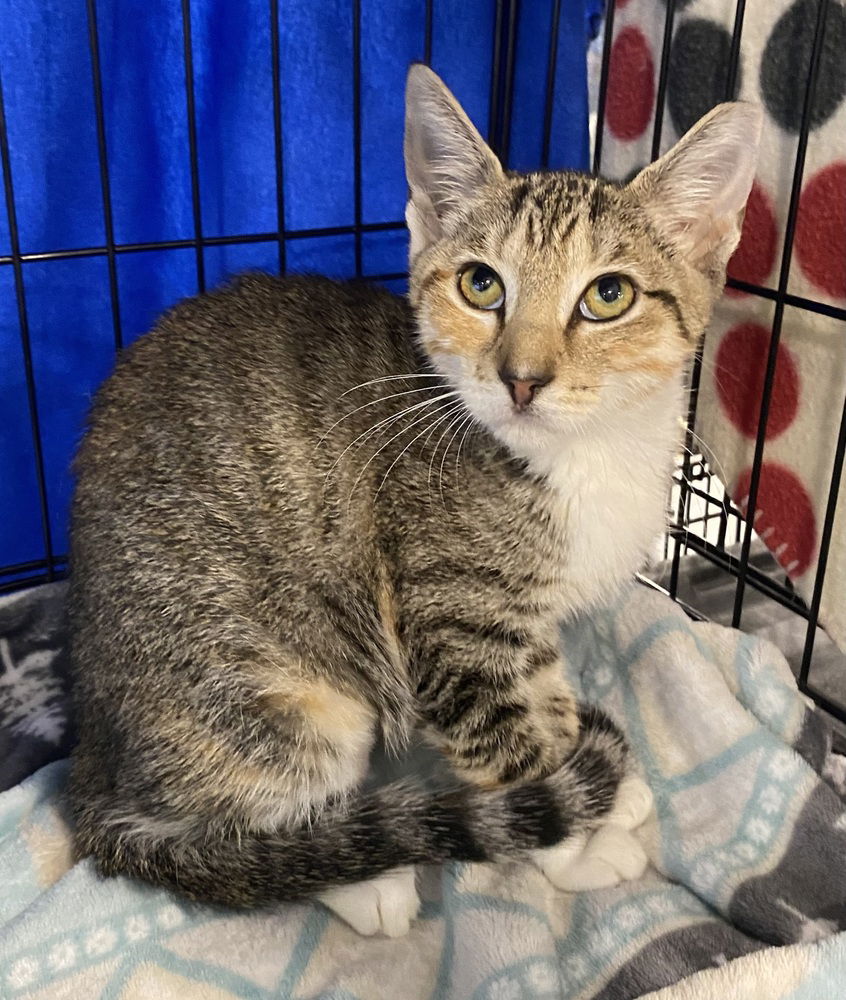 adoptable Cat in Panama City, FL named Alicent