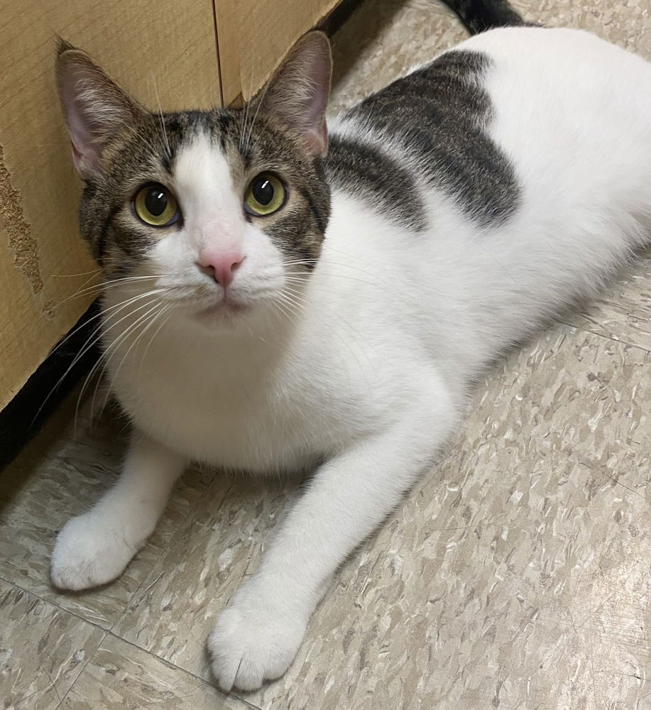 adoptable Cat in Panama City, FL named Lennon