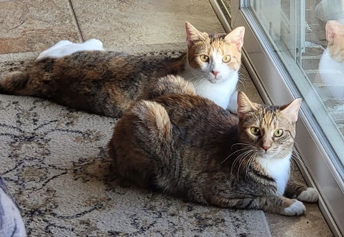 picture of the cat needing adoption