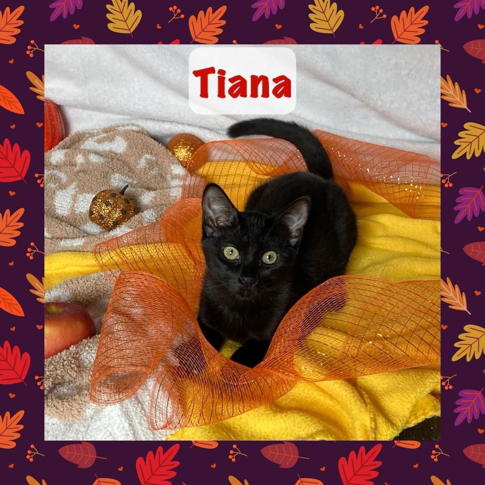 adoptable Cat in Panama City, FL named Tiana