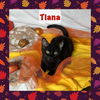 adoptable Cat in Panama City, FL named Tiana