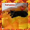 adoptable Cat in Panama City, FL named Catyanne