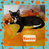 adoptable Cat in Panama City, FL named Naveen