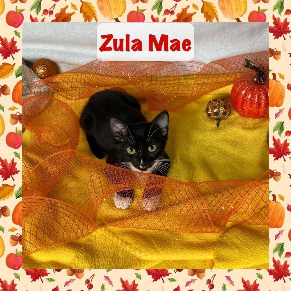 adoptable Cat in Panama City, FL named Zula Mae