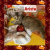 adoptable Cat in  named Arista