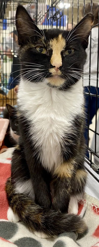 picture of the cat needing adoption