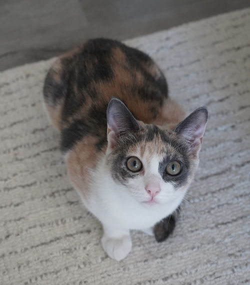 picture of the cat needing adoption