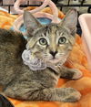 adoptable Cat in Panama City, FL named Tiny