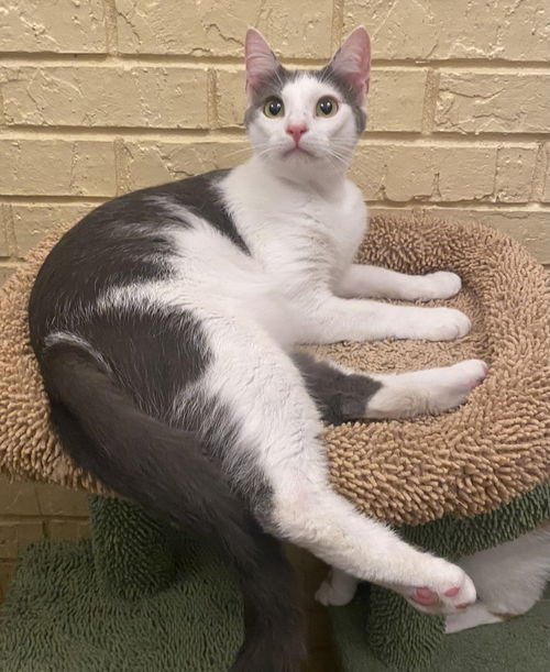 picture of the cat needing adoption