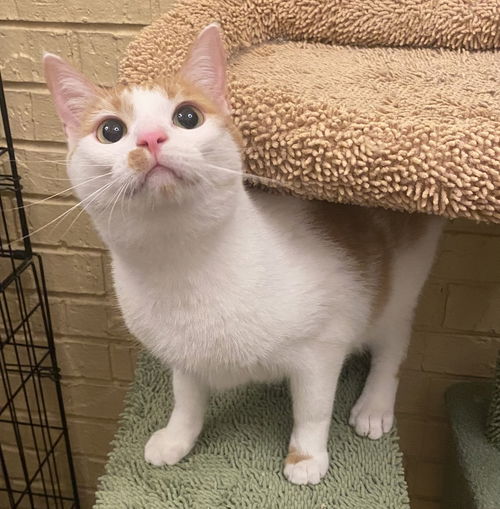 picture of the cat needing adoption