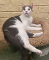 adoptable Cat in Panama City, FL named Frazier