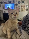 adoptable Cat in  named Nilla
