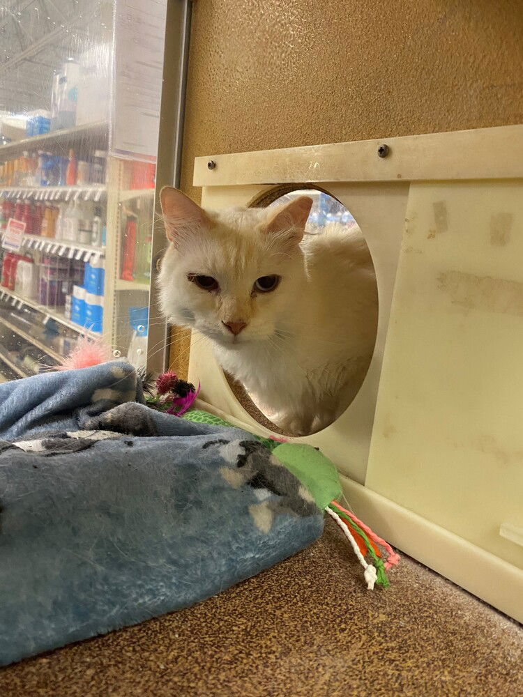 adoptable Cat in Panama City, FL named Barnaby