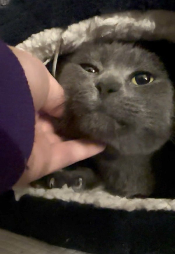 Gracie