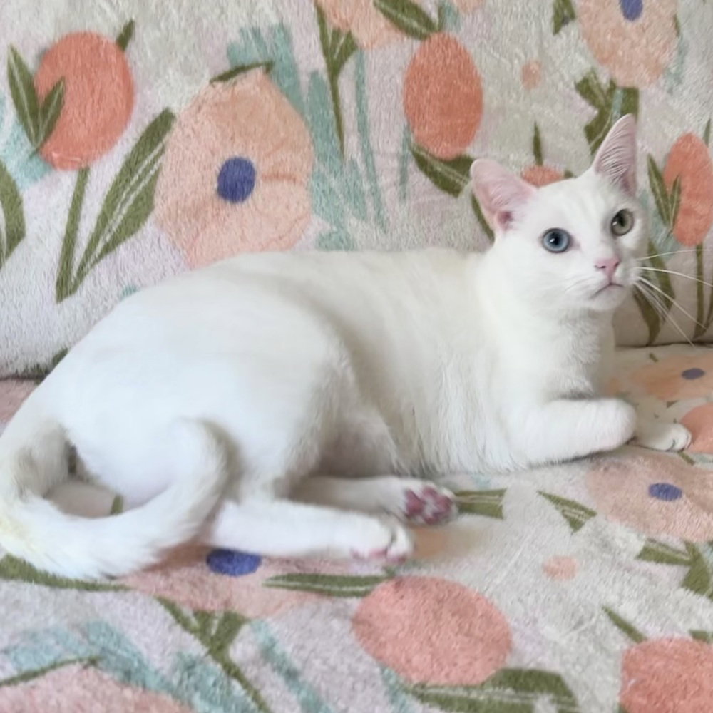 Bowie
