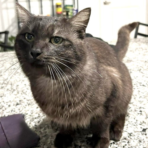 Tuck, an adoptable Domestic Short Hair in Panama City Beach , FL